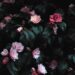 Top 6 Flowers That Symbolize Loneliness