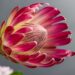 Top 10 Flowers That Symbolize Power