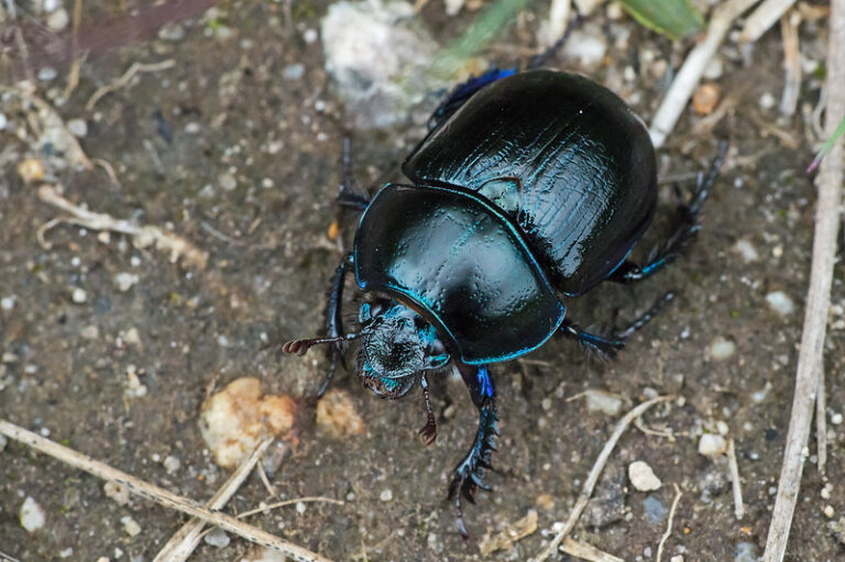 Exploring the Symbolism of Black Beetles (Top 13 Meanings) Give Me