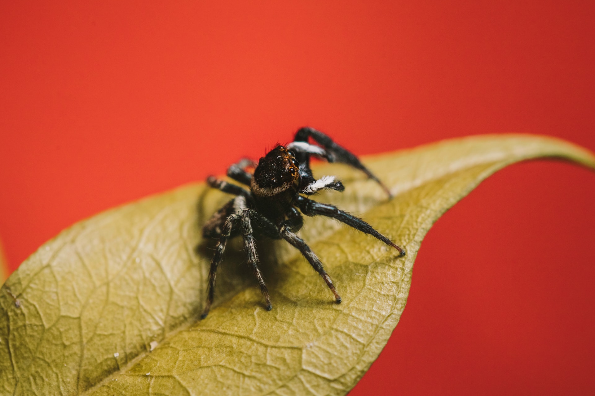 Spiders Represent Exploring the Symbolism of Black Spiders (Top 16 Meanings) - Give Me ...