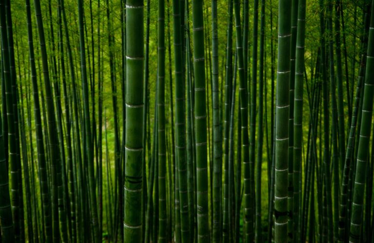The Symbolism of Bamboo (Top 11 Meanings) Give Me History