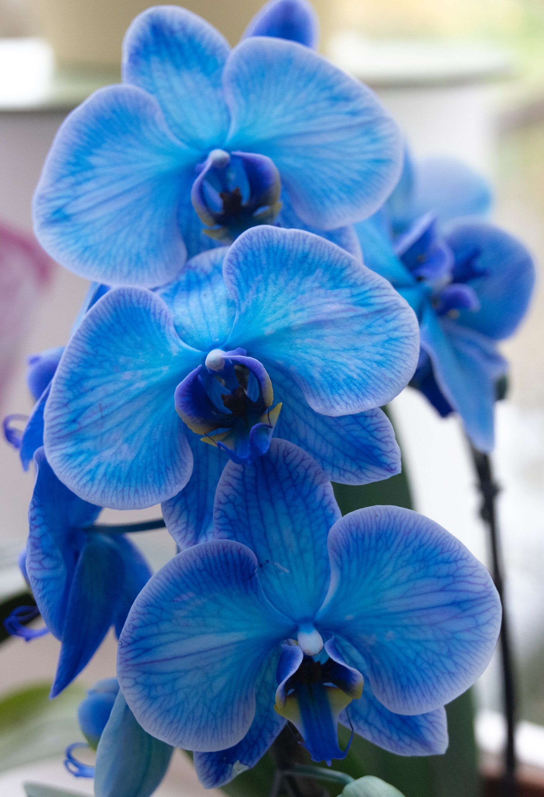 Blue Orchid Flower Symbolism Top 10 Meanings Give Me History Blue Orchid Flower Symbolism Top 10 Meanings Give Me History