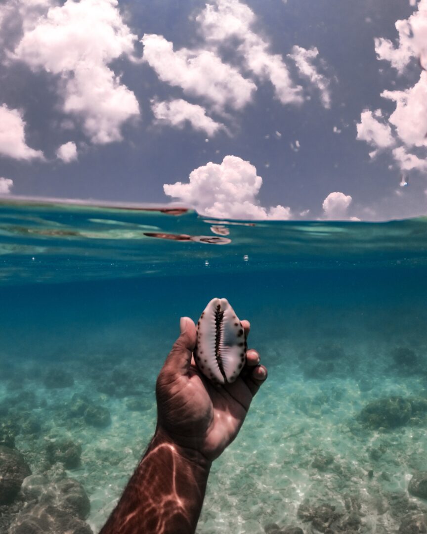 Calling Vocation Sea Shell The Symbolism of Seashells (Top 9 Meanings) - Give Me History