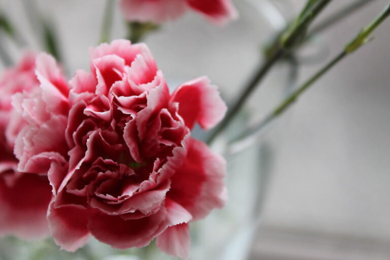 Pink Carnation Symbolism (Top 14 Meanings) - Give Me History