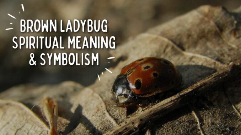 Ladybug God Brown Ladybug Spiritual Symbolism (Top 15 Meanings) - Give Me History