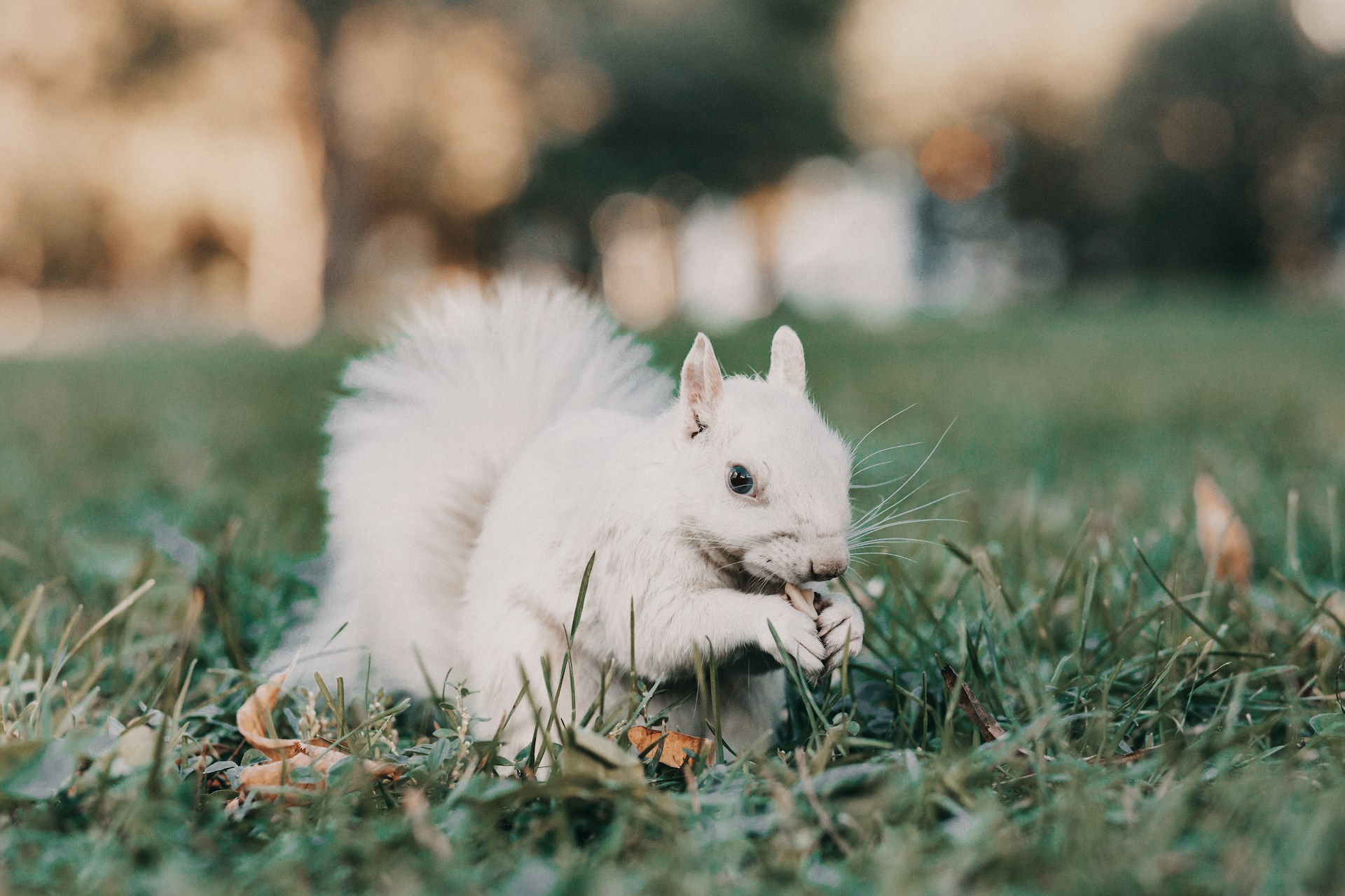 White Squirrel Symbolism (Top 9 Meanings) - Give Me History